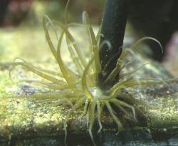 Aiptasia spp - Triffid, Glass or Rock Anemones