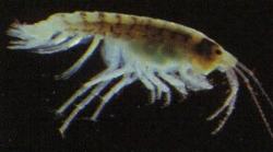 Amphipod