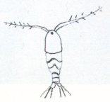 Copepod