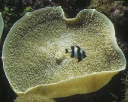 Giant Elephant Ear Polyps - Rhodactis spp.