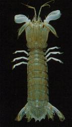 Mantis Shrimp (Odontodactylus spp.)