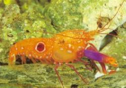 Pistol Shrimps  (Synalpheus spp.)