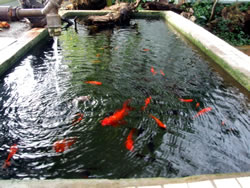 Feeding Goldfish