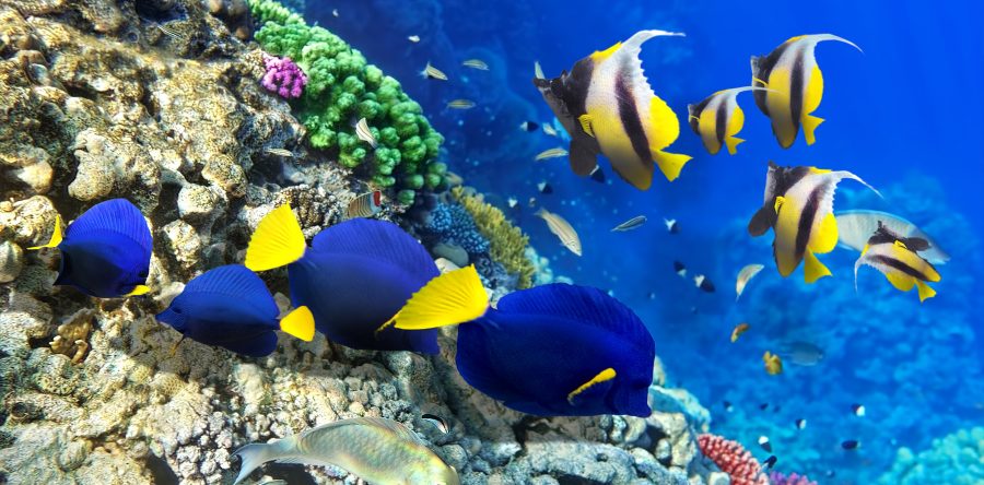 At vero eos et accusamus